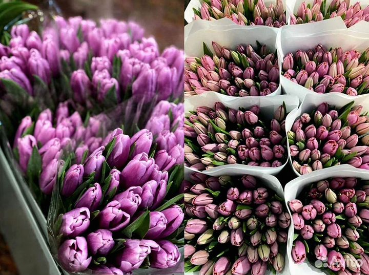 Тюльпаны опт разные цвета