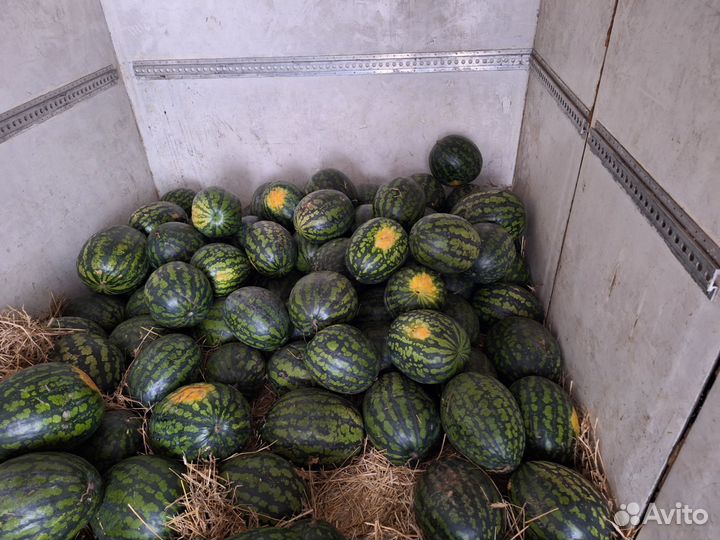 Свежий Сладкий Арбуз Холодок