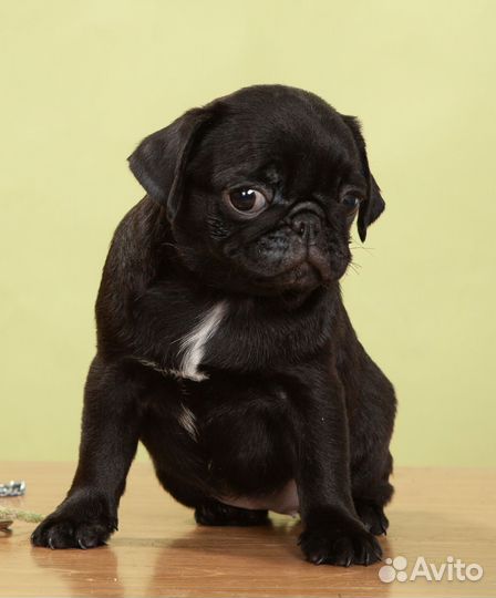 Щенок мопса (девочка)