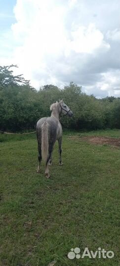 Лошадь жеребец