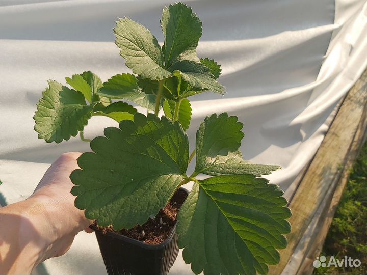 Рассада клубники