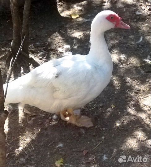 Мускусные утки, петушки