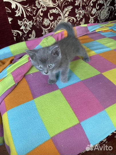 Кошечка сибирская