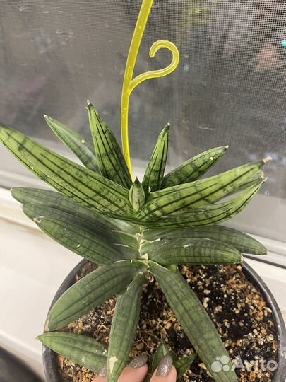 Сансевиерия цилиндрика, хани, инти