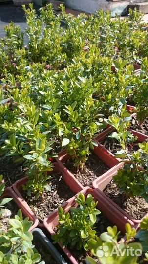 Саженцы самшита 3х-летки