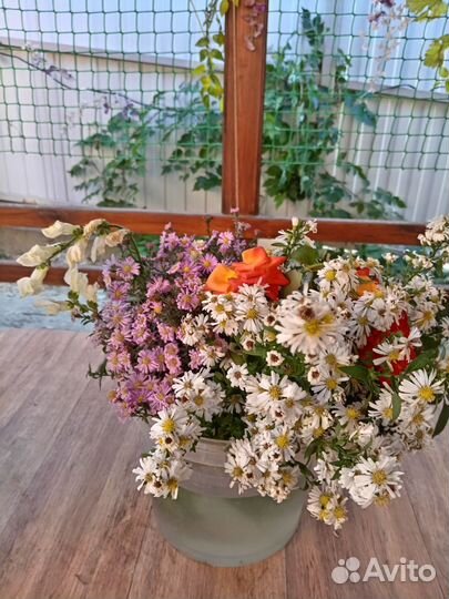 Растения для сада