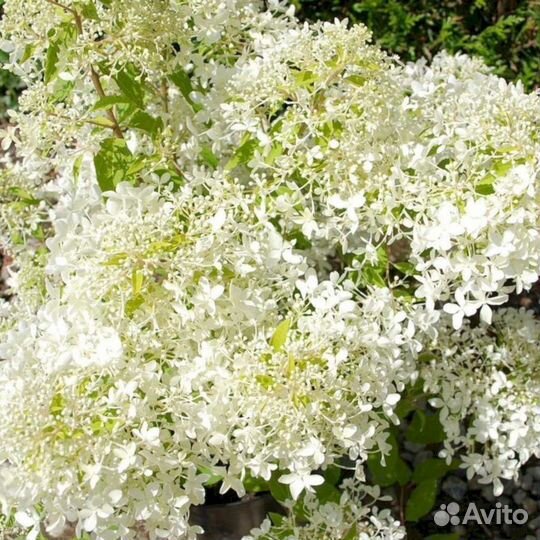 Гортензия Дентель де Горрон