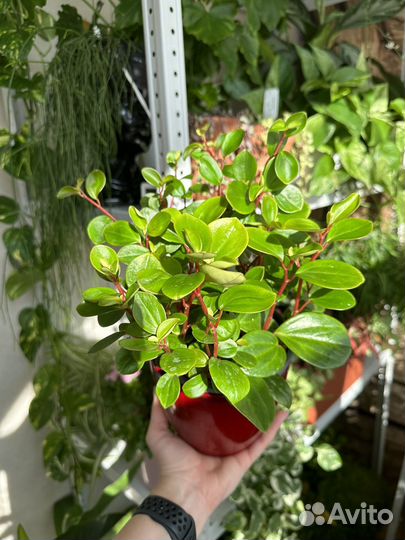 Пеперомия глабелла / головатая