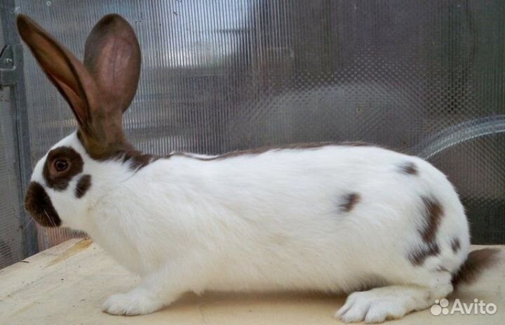 Строкачи (нпв)