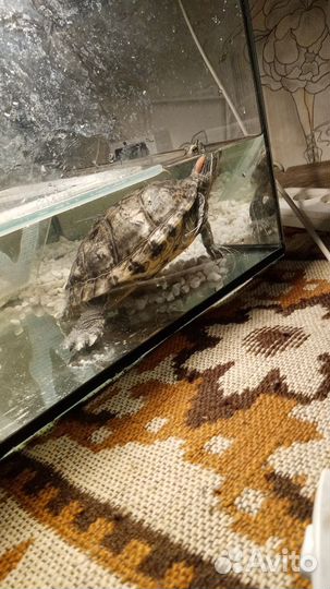 Красноухая черепаха с аквариумом