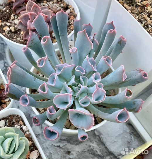 Суккуленты