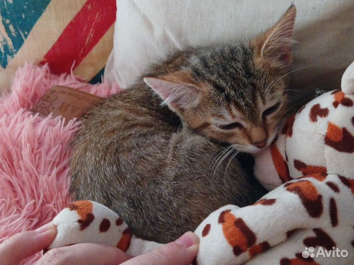 Кошка в дар бесплатно