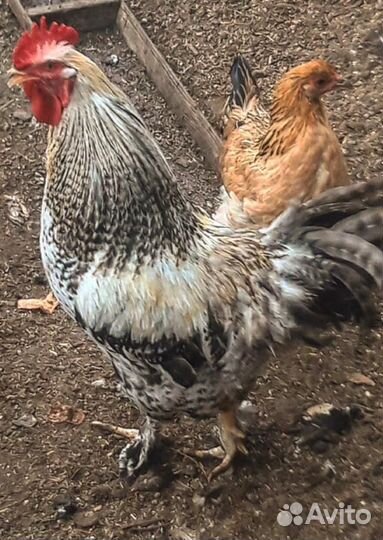 Петухи 5 месяцев