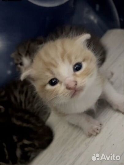 Котята от породистой кошки и дворняги