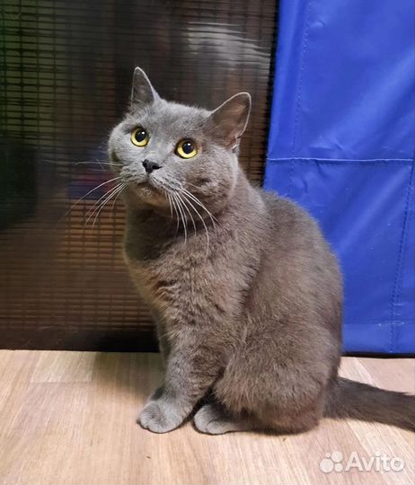 Британская кошка