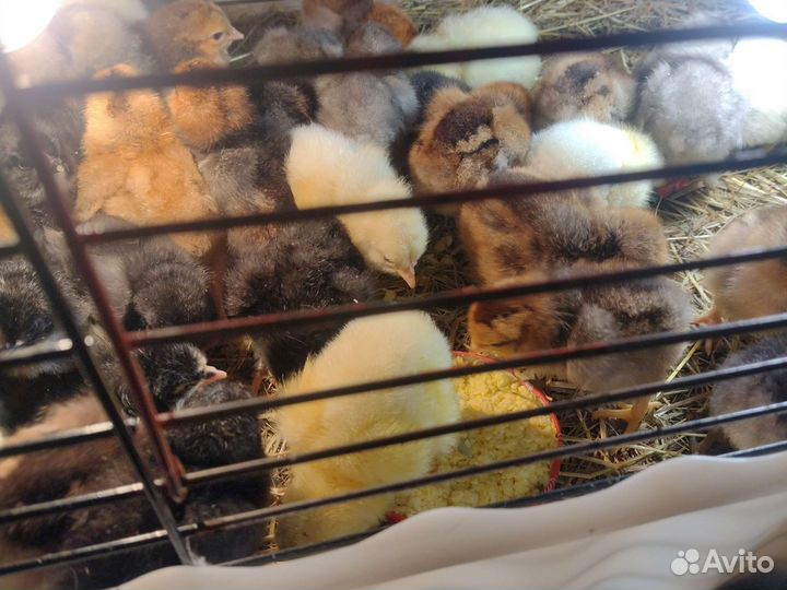 Цыплята