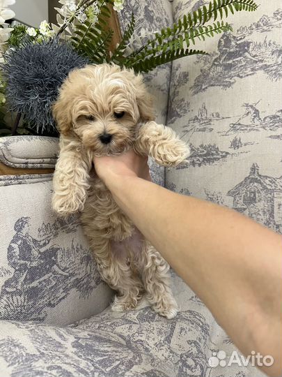 Той-пудель / Мальтипу