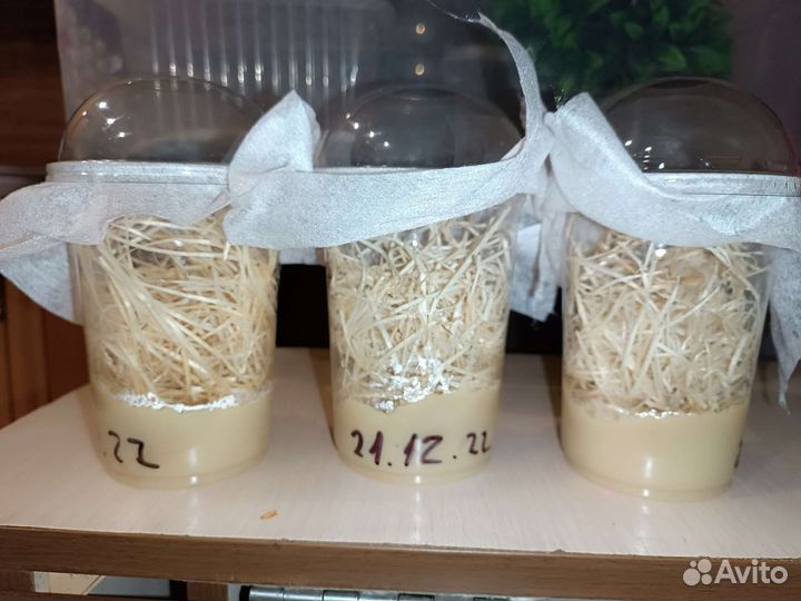 Дрозофила. Нелетающая мошка (Мелонгастер.)