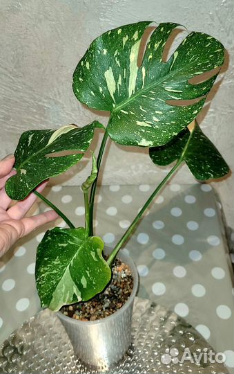 Монстера тайское созвездие