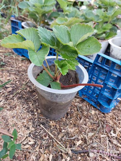 Рассада клубники королева виктория