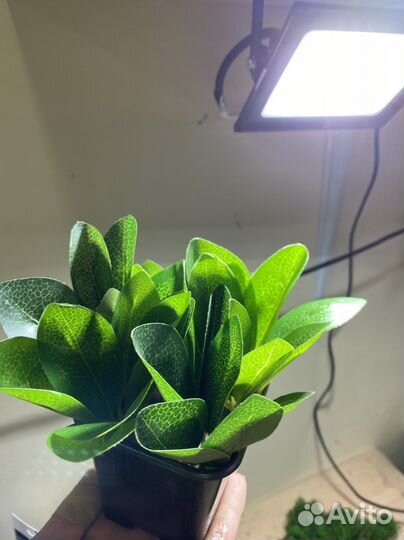 Цветы в горшочках для декора папоротник осока лава