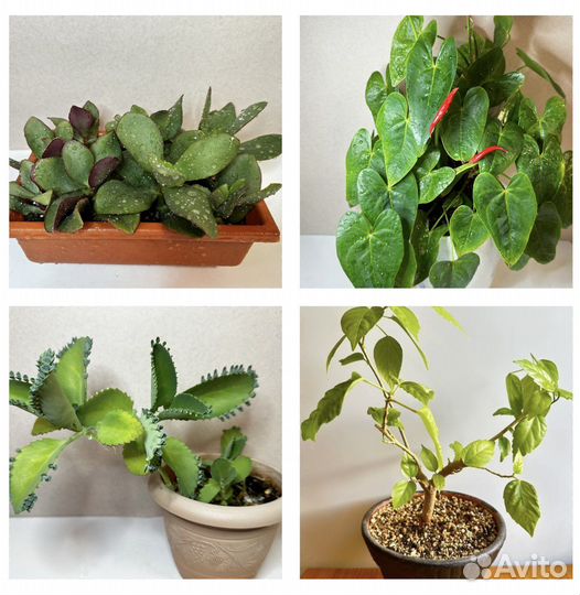 Комнатные растения крассула антуриум каланхоэ