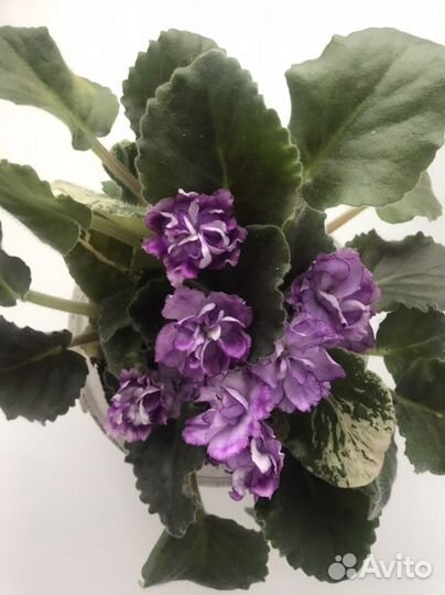 Листики сортовых фиалок