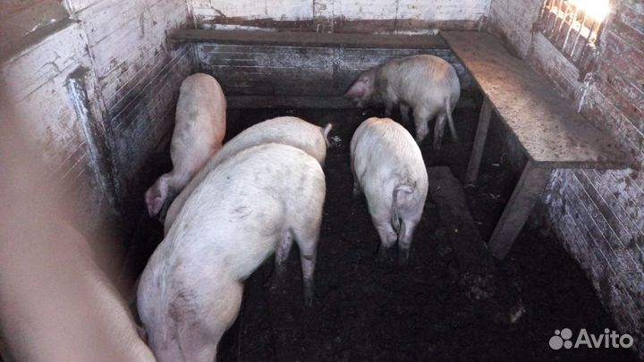 Поросенок ландрас