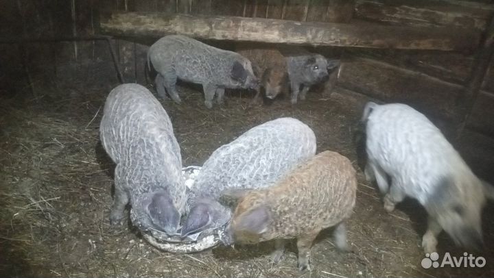 Венгерская мангалица