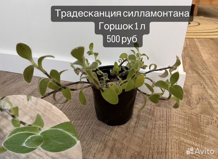 Домашние растения: хедера, каллизия