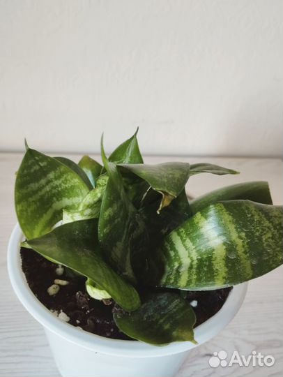 Сансевиерия ханни