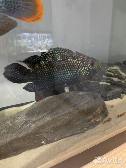 Рыба пчелка