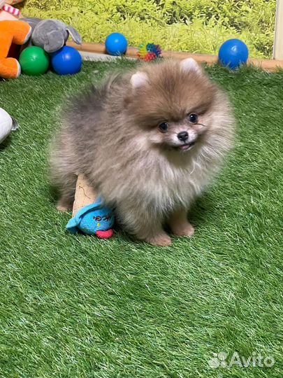 Померанский шпиц мини голубой соболь