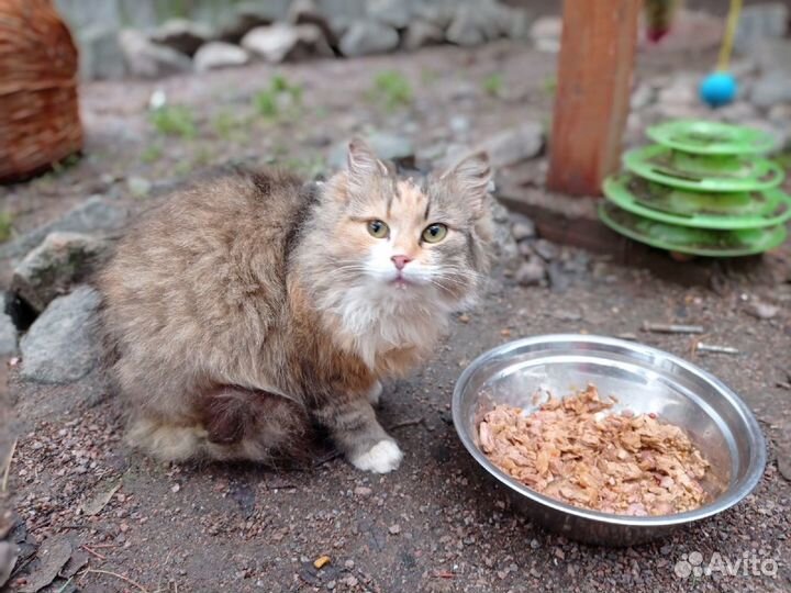 Отдам в добрые руки