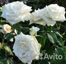 Роза срезочная Боинг