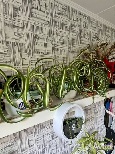 Хлорофитум кудрявый Бонни