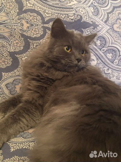 Ласковый котик ищет своего Человека