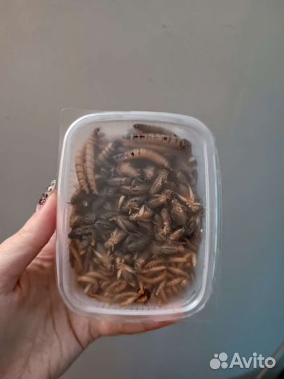 Сверчки, зоофобус, мучник, мыши