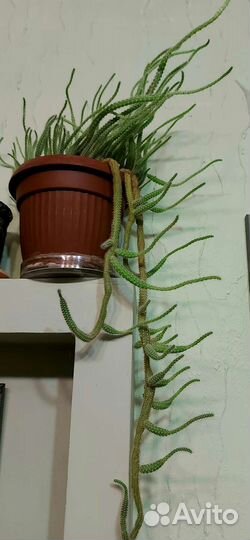 Стильный кактус Апокактус Мартиуса