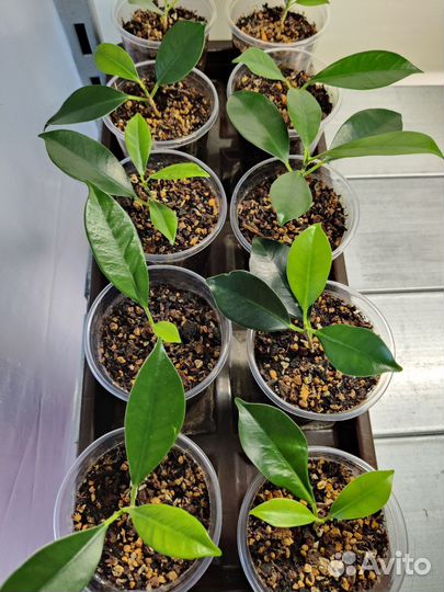 Баньян или Бенгальский фикус - укоренные черенки