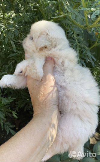 Мини мальчик пекинес