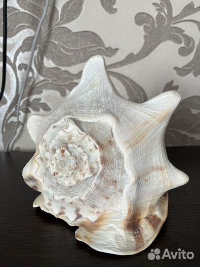 Ракушка морская большая