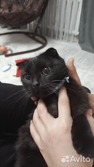 Отдам в добрые руки кошечку,ей год