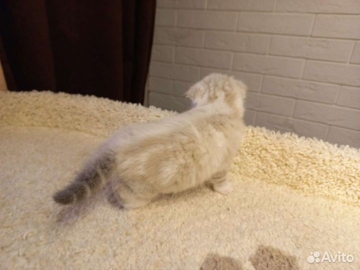 Шотландский кот вязка