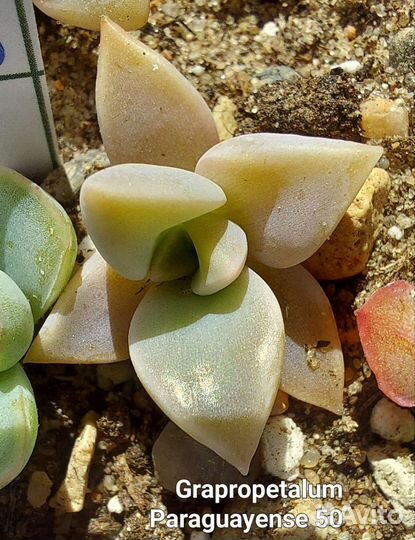 Суккуленты