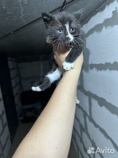 Отдам котенка