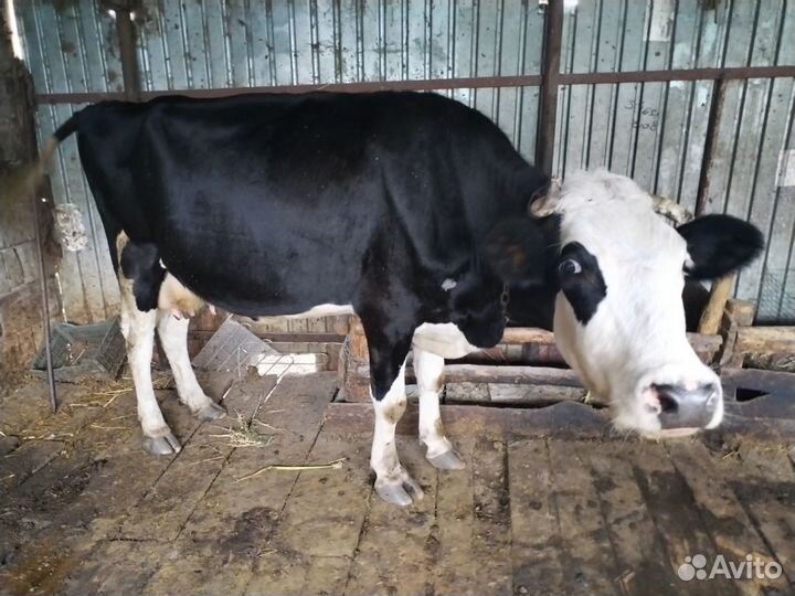 Продам корову дойную