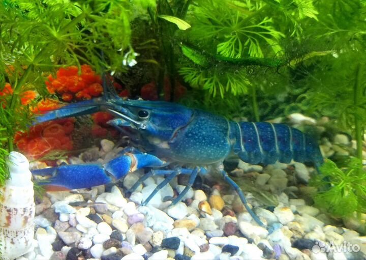 Голубой австралийский рак Ябби 