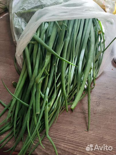 Лук зеленый перо