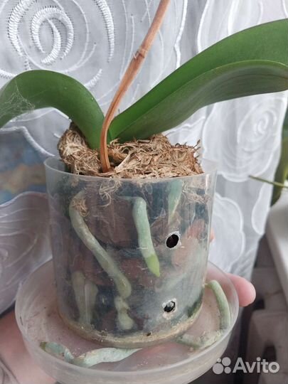 Орхидея фаленопсис